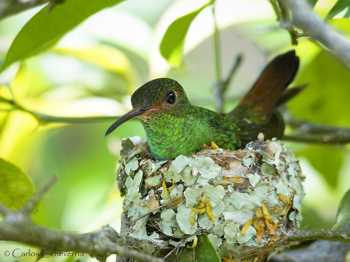 Rufous-tailed Hummingbird - Carlos Echeverría