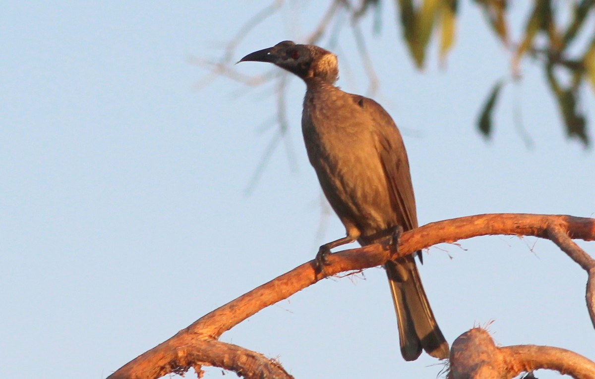 Helmeted Friarbird (Hornbill) - Gary Leavens