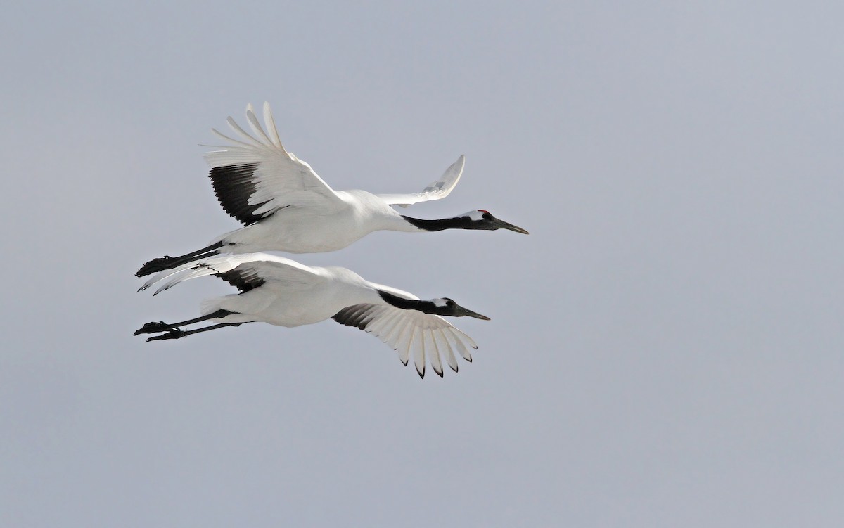 Red-crowned Crane - ML65327791