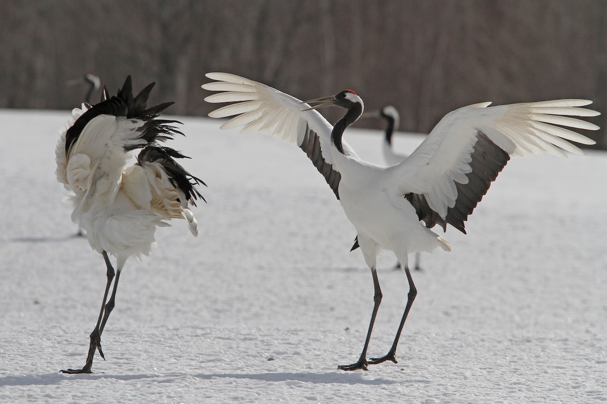 Red-crowned Crane - ML65328541