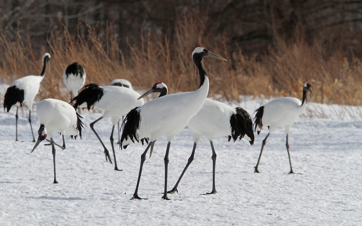 Red-crowned Crane - ML65328761