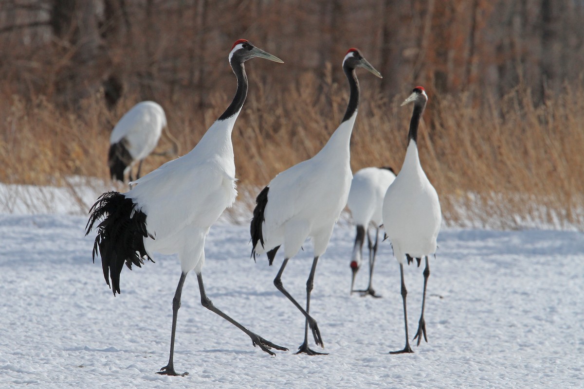 Red-crowned Crane - ML65328841
