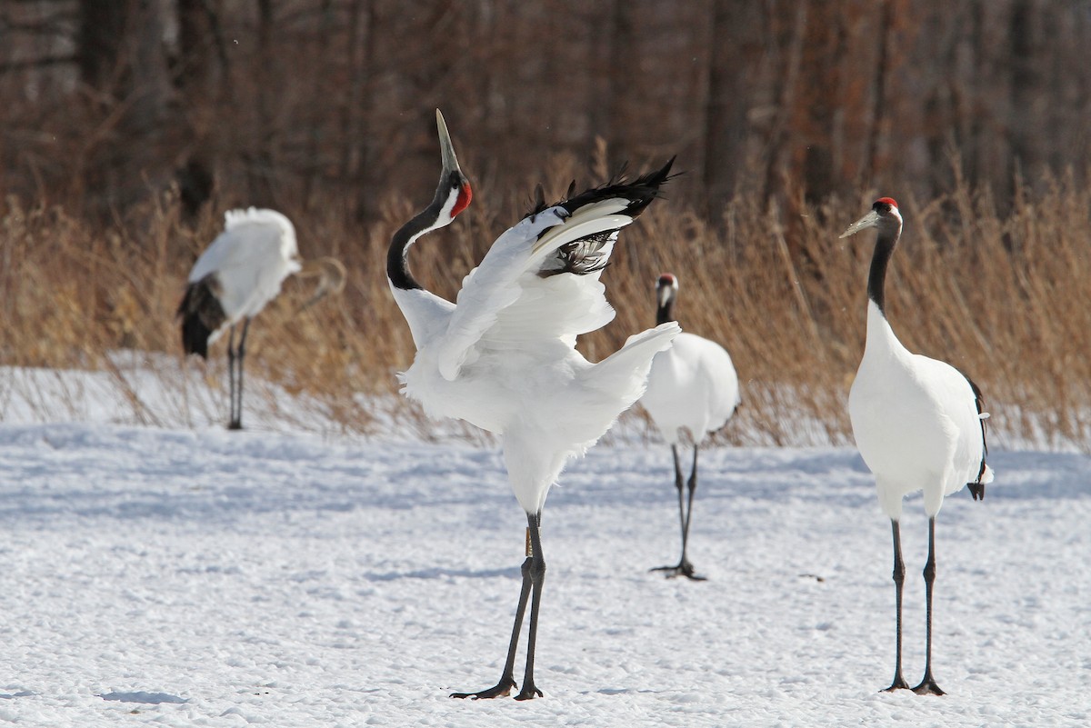 Red-crowned Crane - ML65328921