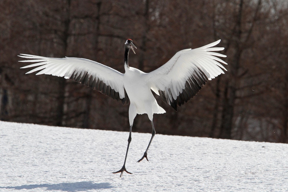 Red-crowned Crane - ML65328951