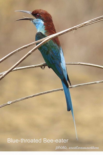 Blue-throated Bee-eater - sasidharan manekkara