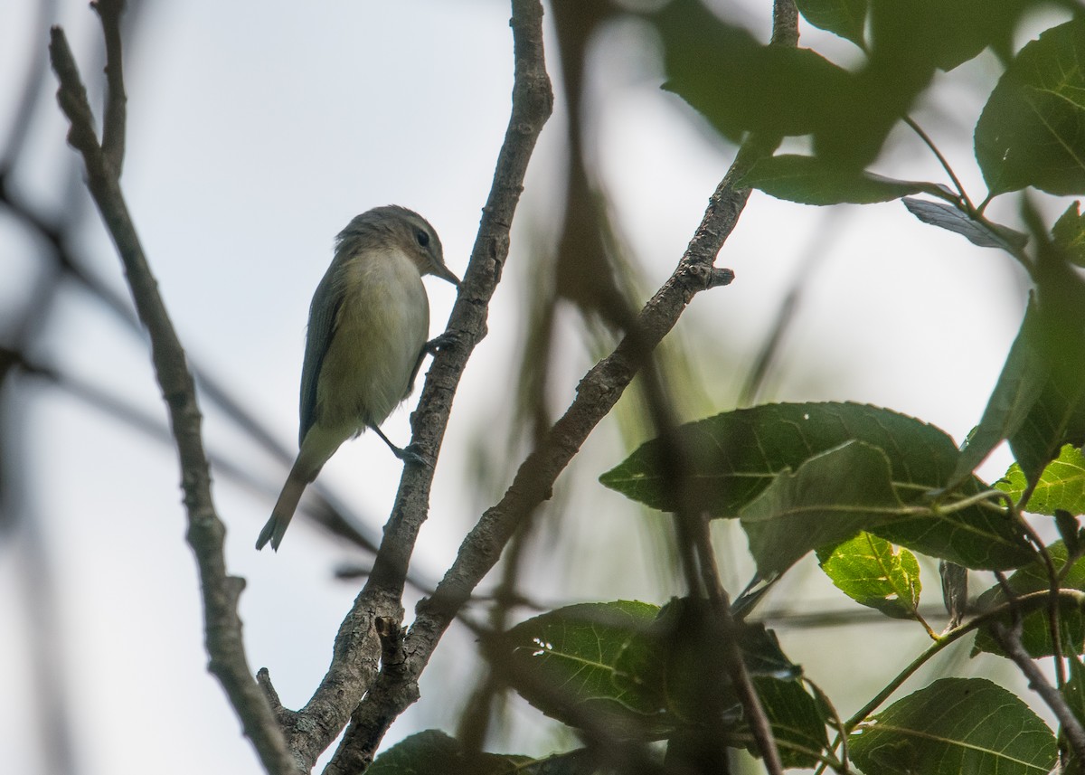 Warbling Vireo - Sheila and Ed Bremer