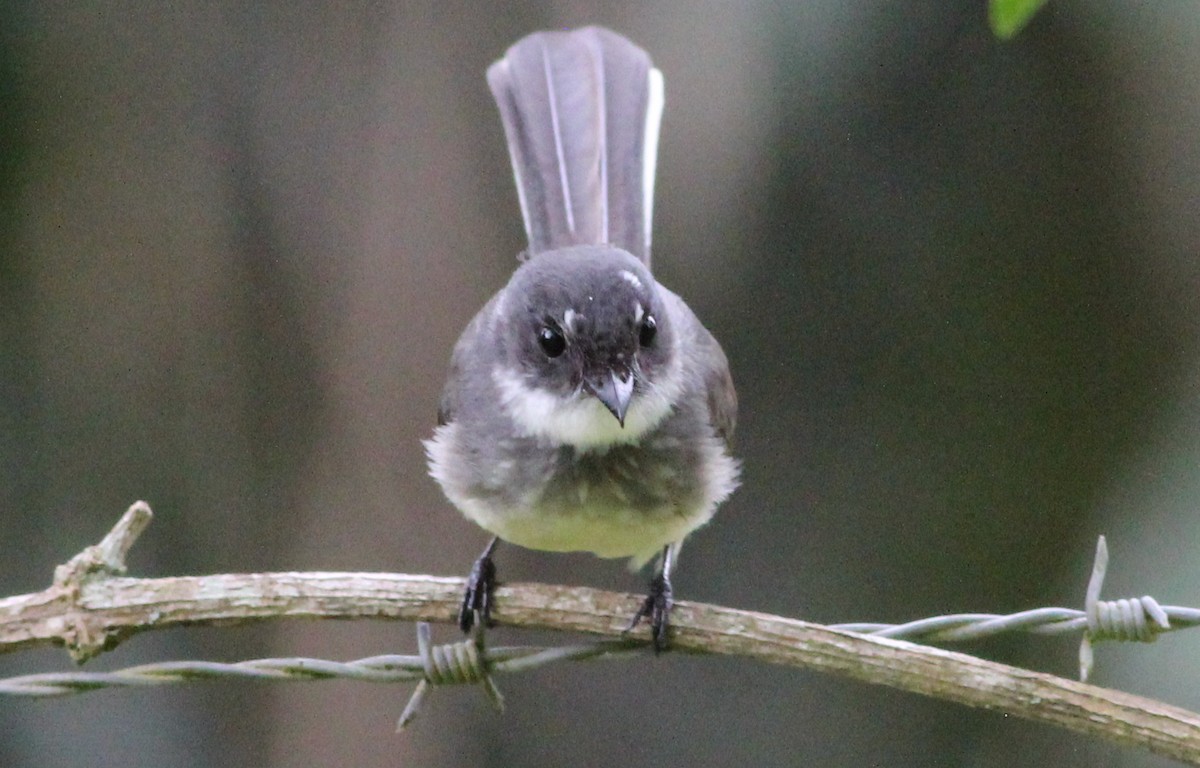 Northern Fantail - Gary Leavens