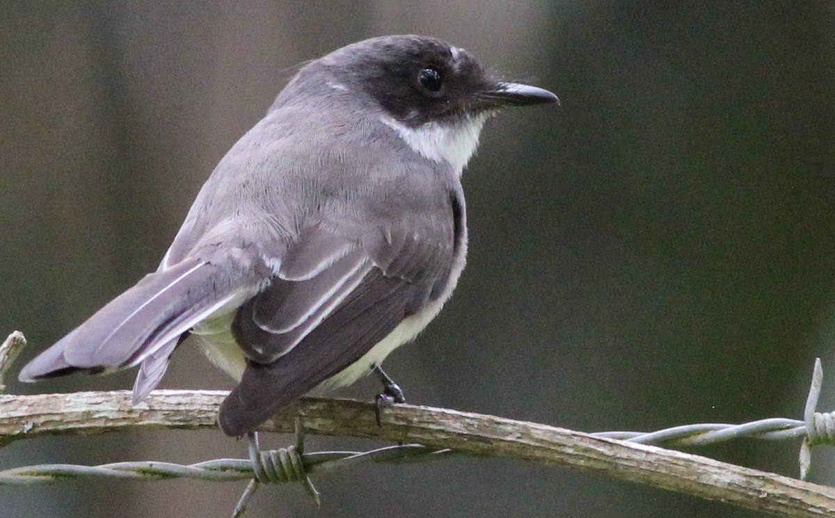 Northern Fantail - Gary Leavens