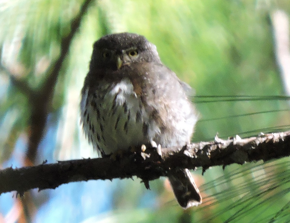 Northern Pygmy-Owl (Guatemalan) - ML65335411