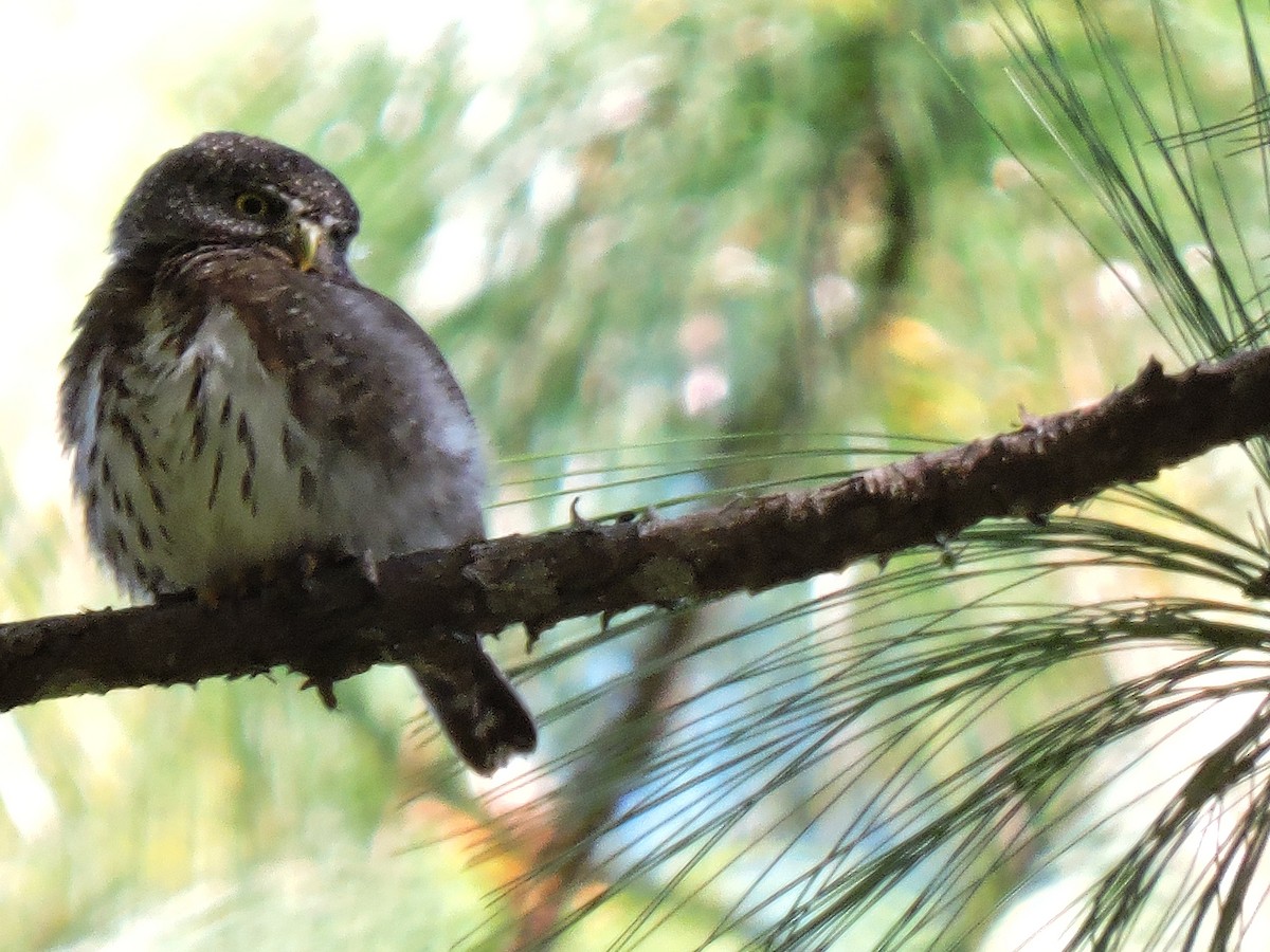 Northern Pygmy-Owl (Guatemalan) - ML65335591
