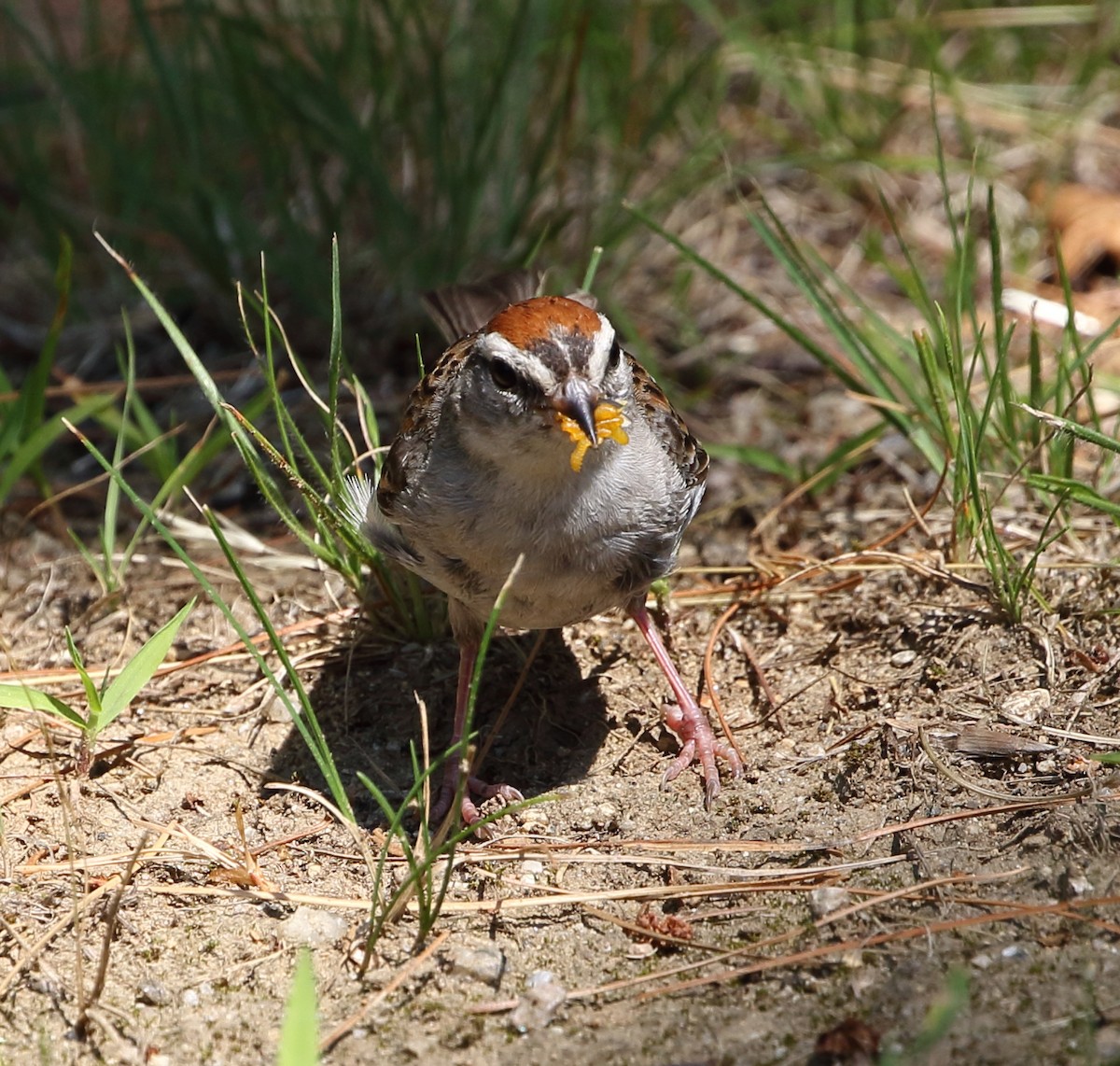 Chipping Sparrow - ML65335611