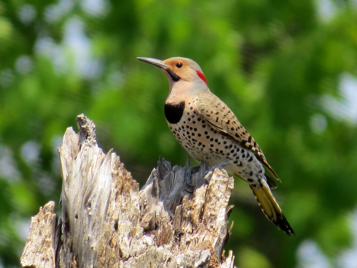 Northern Flicker (Yellow-shafted) - WS Barbour