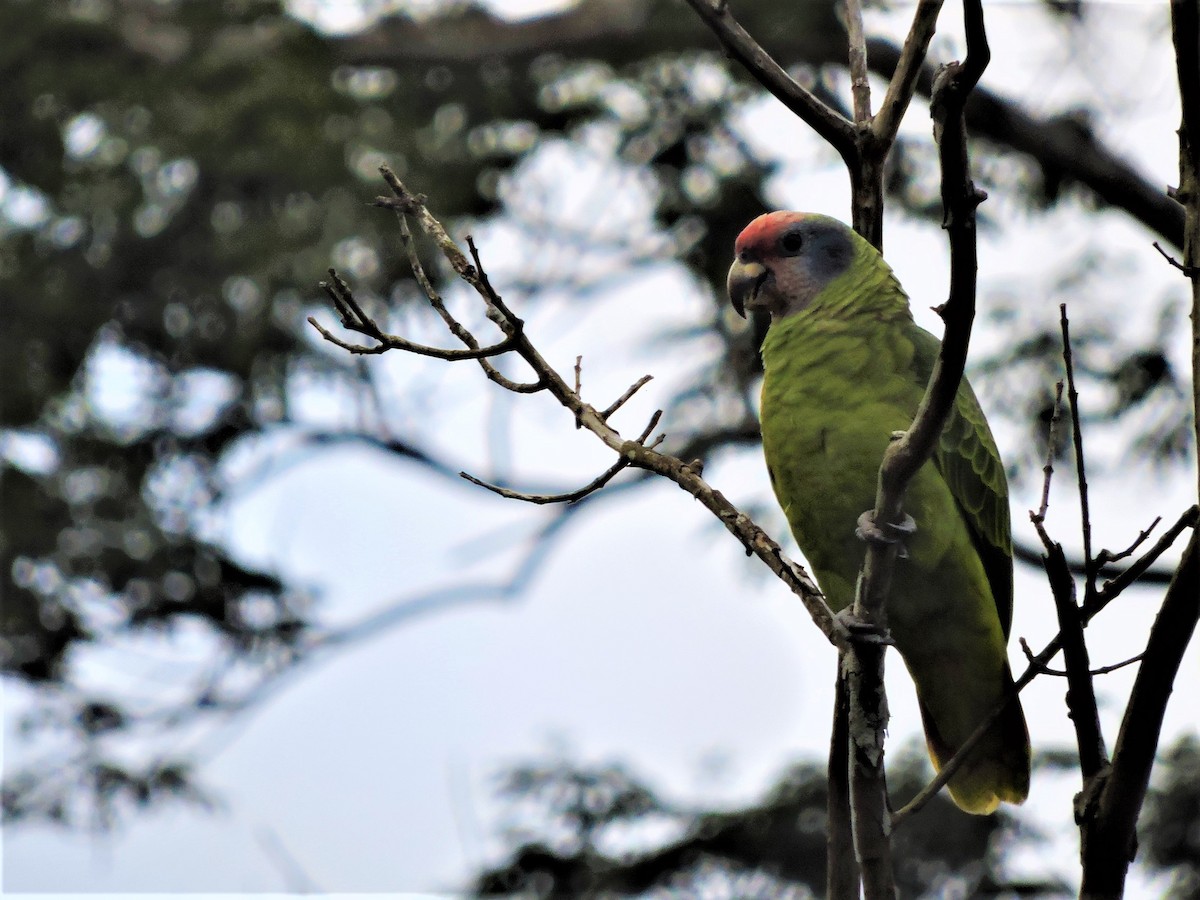 Red-tailed Parrot - ML65344231