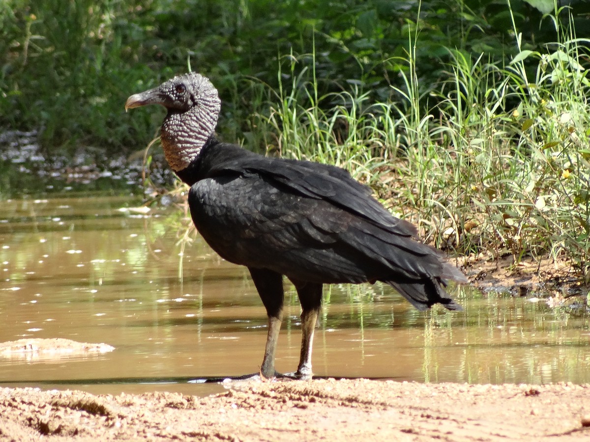 Black Vulture - Ichi Wildlife Tours