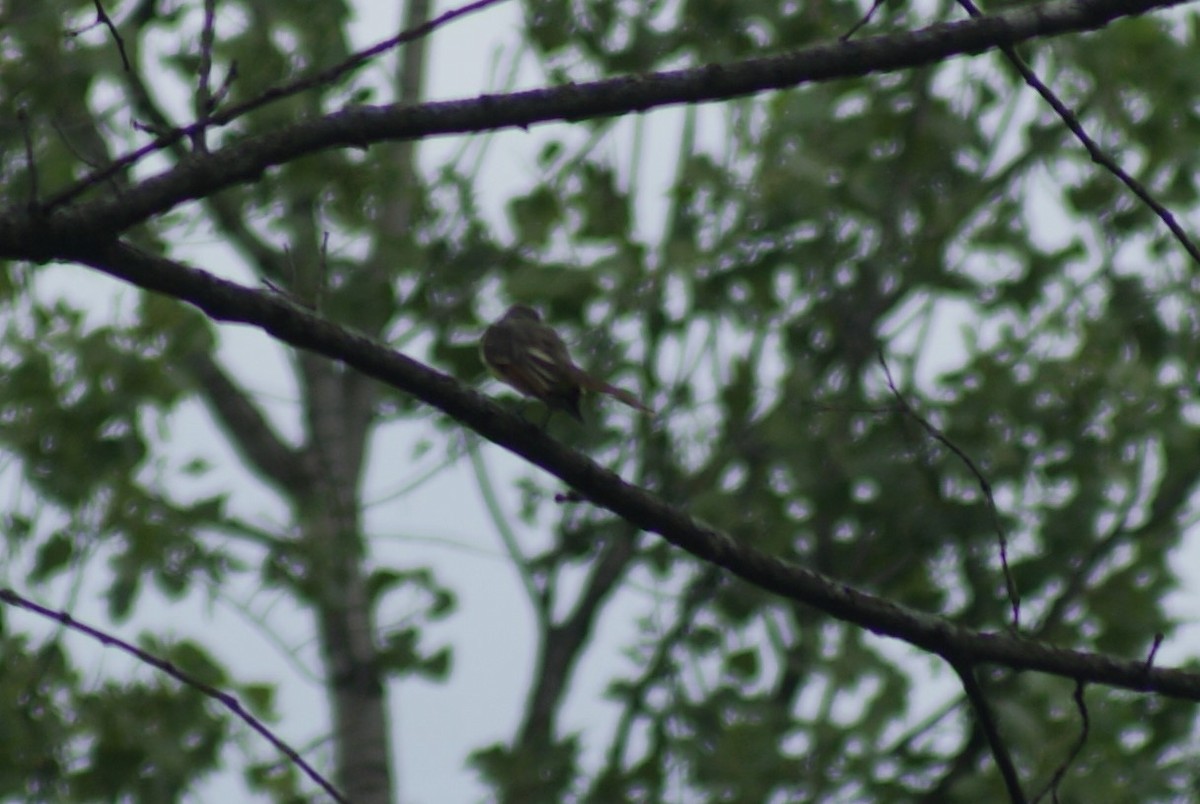 Great Crested Flycatcher - Ethan Kibbey