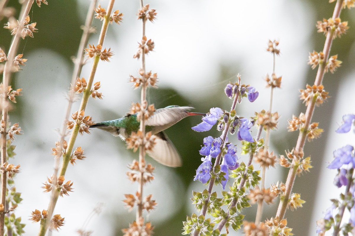Blue-chinned Sapphire - Scott Young