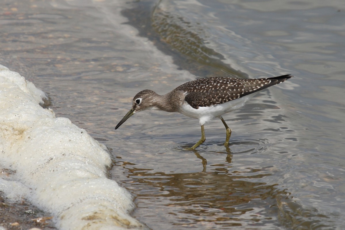 Solitary Sandpiper - Janet Hill