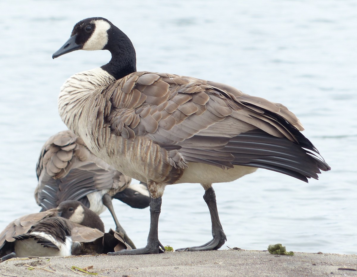Canada Goose - Andy Frank