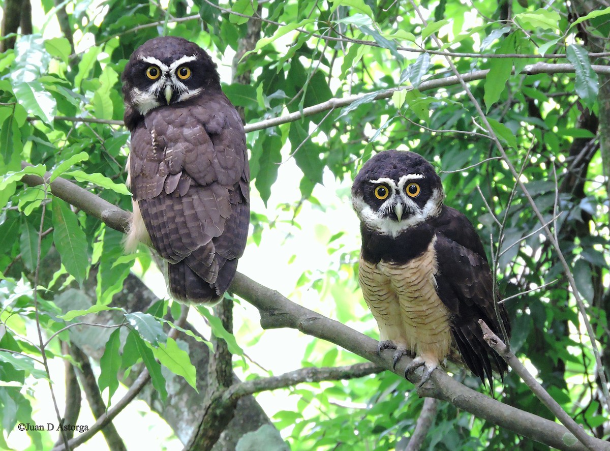 Spectacled Owl - ML65352771