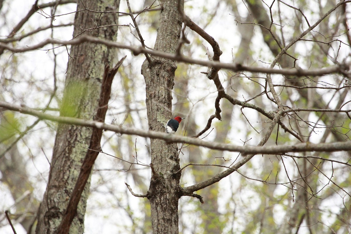 Red-headed Woodpecker - ML65352981