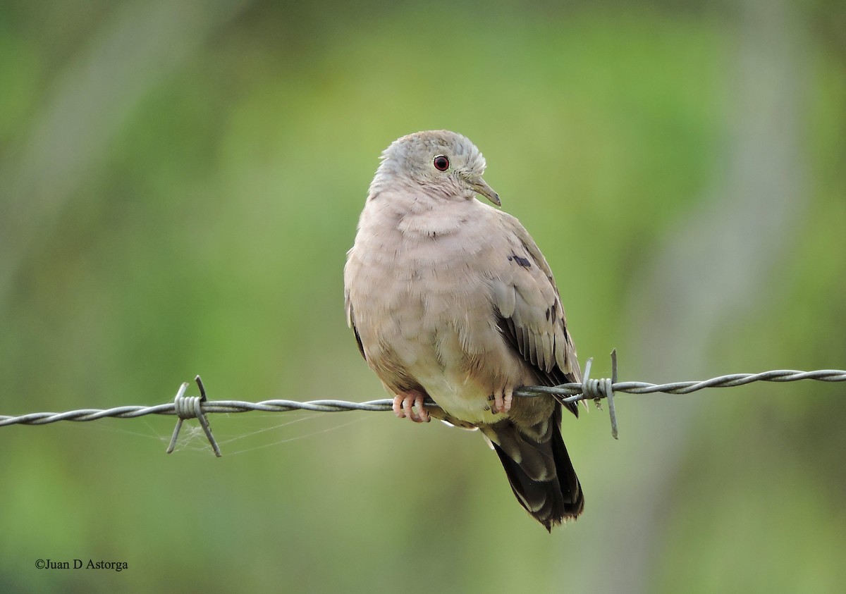 Plain-breasted Ground Dove - Juan D Astorga