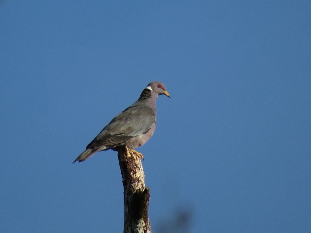 Band-tailed Pigeon - John van Dort