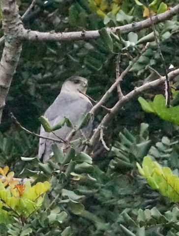 Cooper's Hawk - TG Fannon