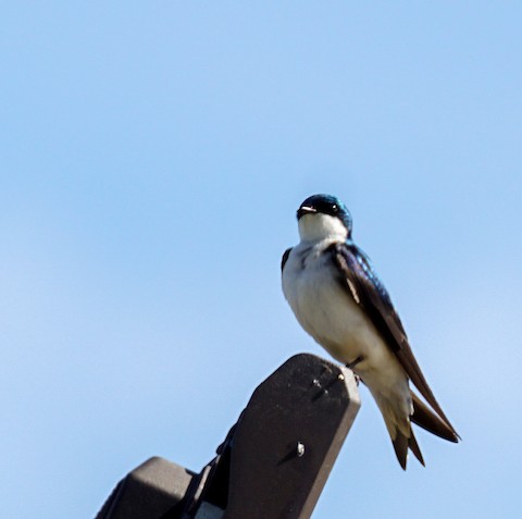 Tree Swallow - TG Fannon