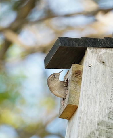 Northern House Wren - TG Fannon