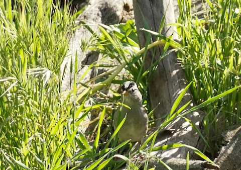 White-crowned Sparrow - TG Fannon