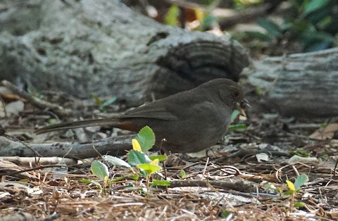 California Towhee - TG Fannon