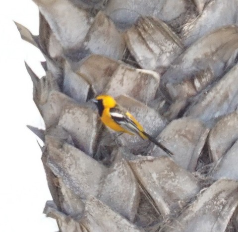 Hooded Oriole - TG Fannon