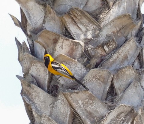 Hooded Oriole - TG Fannon