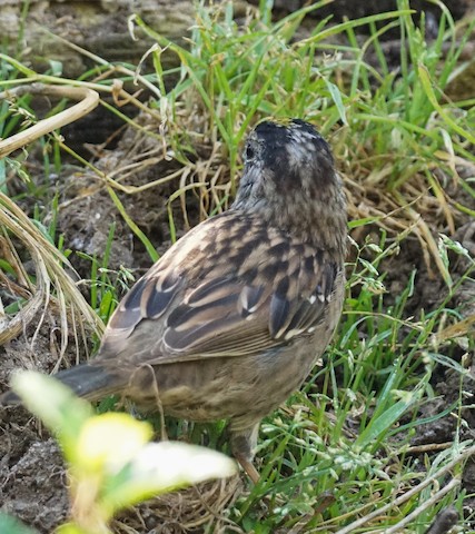 Golden-crowned Sparrow - TG Fannon