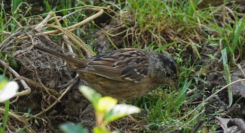 Golden-crowned Sparrow - TG Fannon