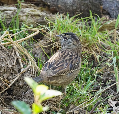 Golden-crowned Sparrow - TG Fannon