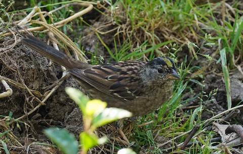 Golden-crowned Sparrow - TG Fannon