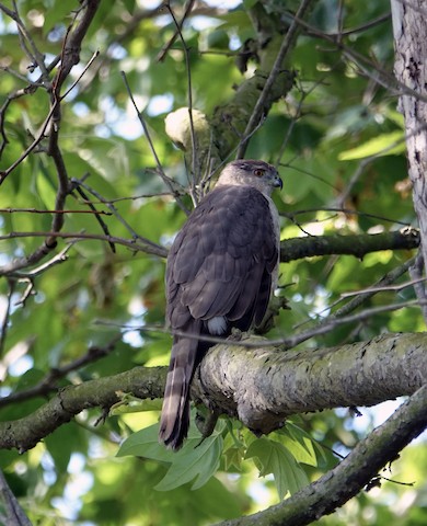 Cooper's Hawk - Ann Marshall