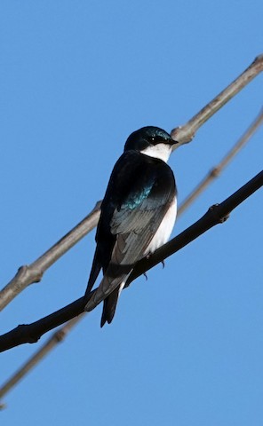 Tree Swallow - Ann Marshall