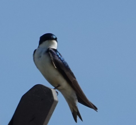 Tree Swallow - Ann Marshall