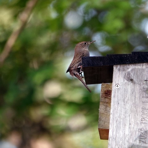 Northern House Wren - Ann Marshall