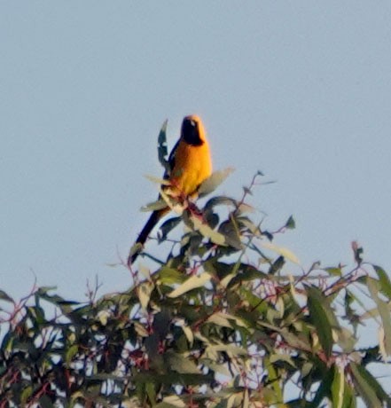 Hooded Oriole - Ann Marshall