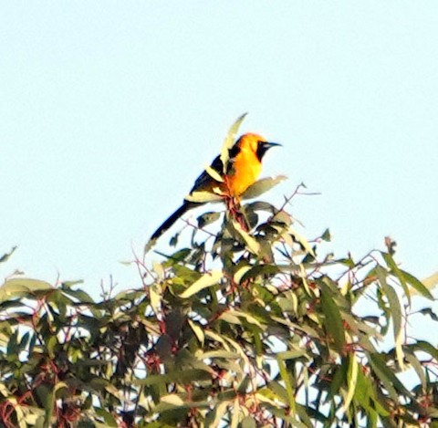 Hooded Oriole - Ann Marshall
