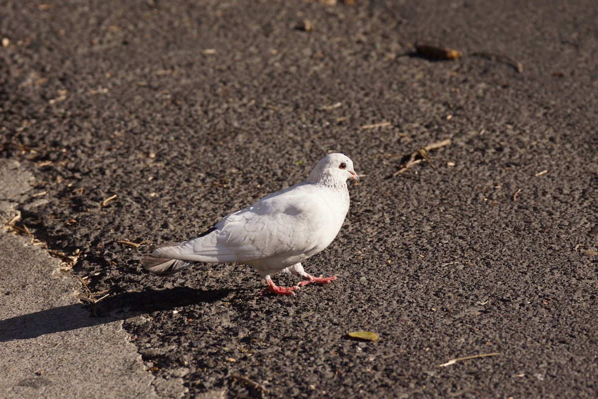 Rock Pigeon (Feral Pigeon) - Réal Boulet 🦆