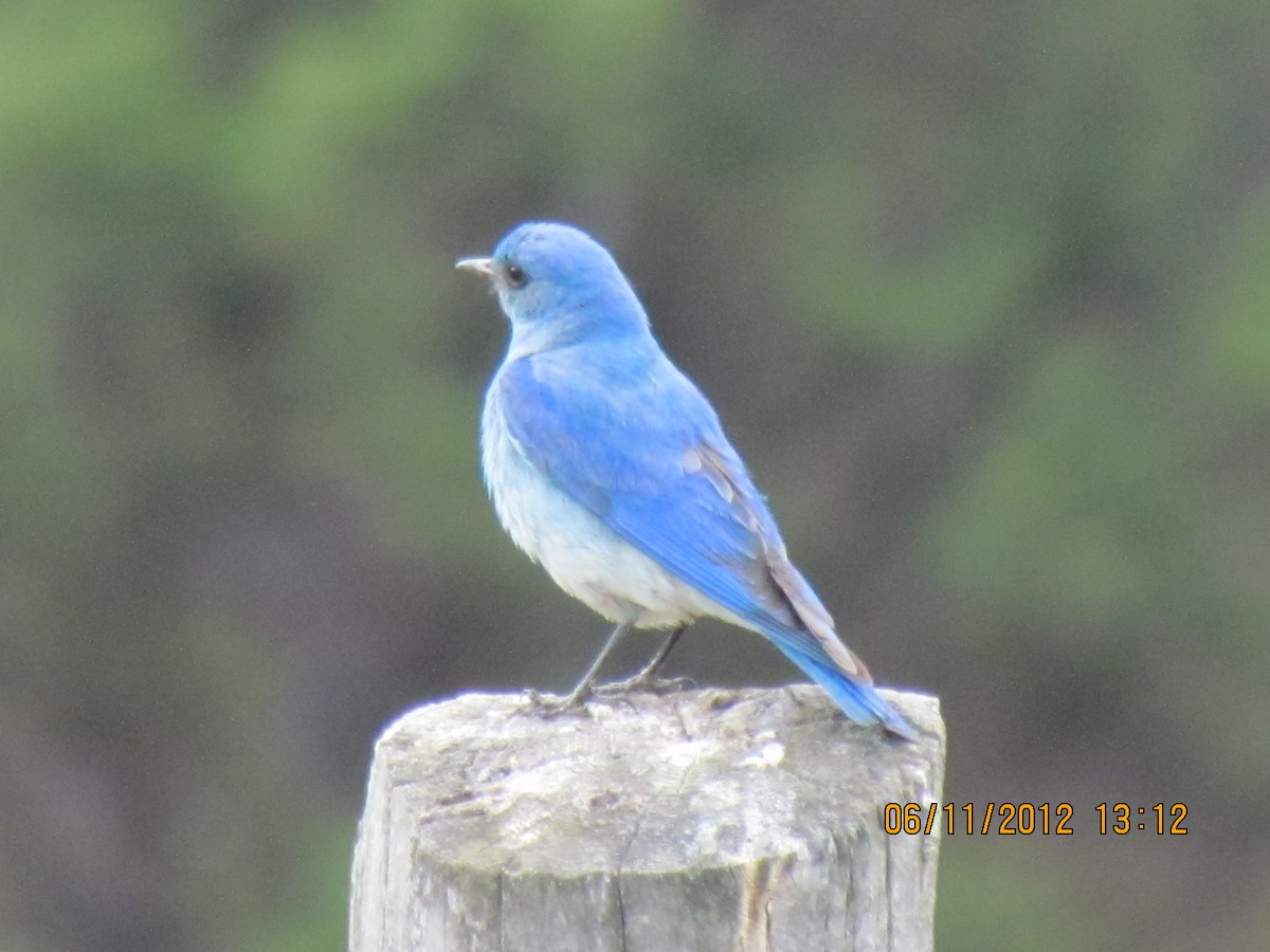 Mountain Bluebird - Doug Emlin
