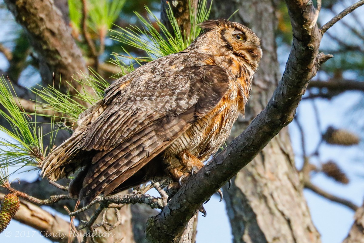 Great Horned Owl - Cindy Hamilton