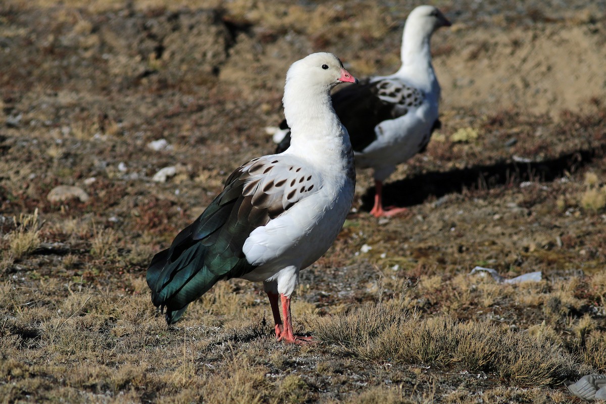 Andean Goose - ML65364001