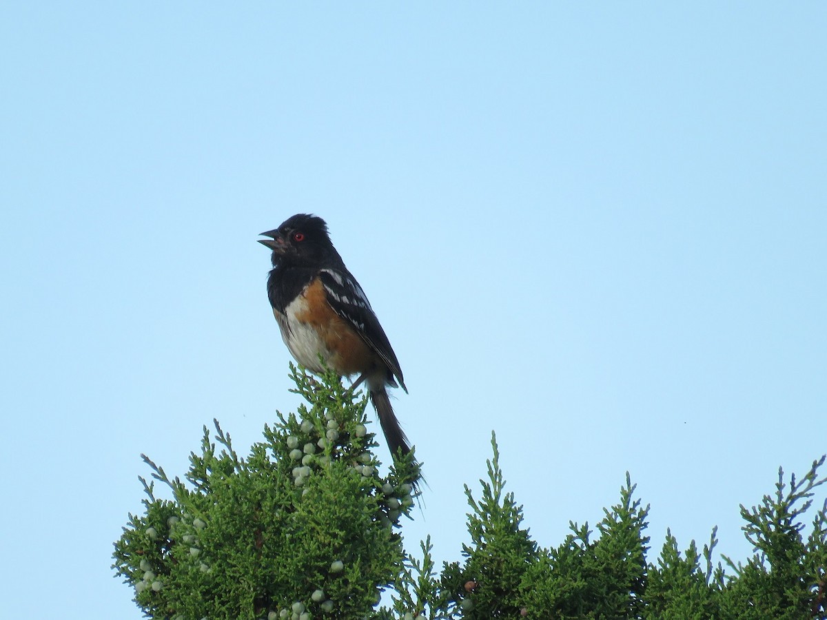 Spotted Towhee - ML65364331
