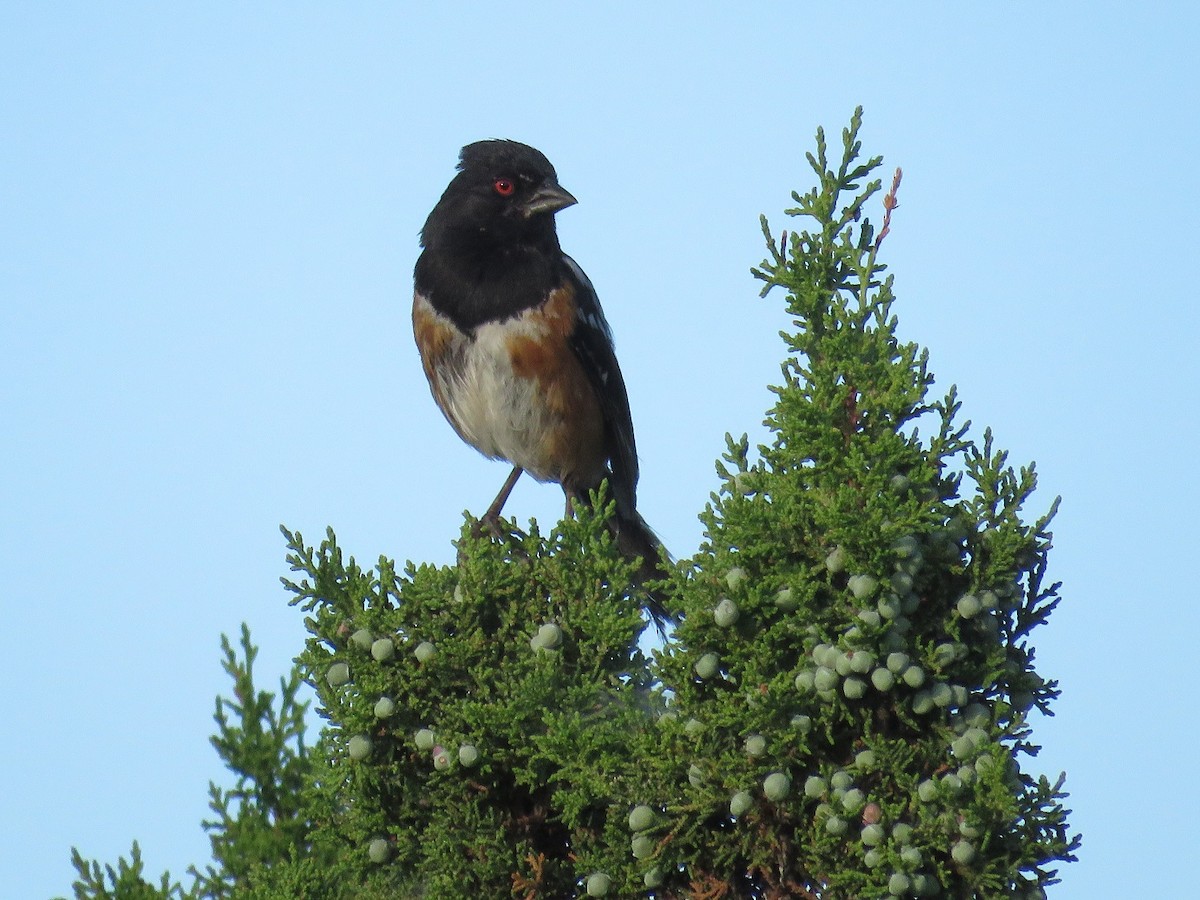 Spotted Towhee - ML65364351