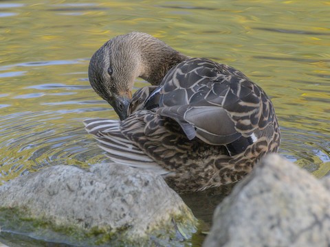 Mallard - James Kendall